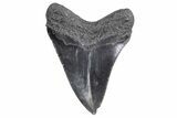 Serrated, Fossil Megalodon Tooth - South Carolina #358997-1